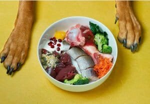 tipos de comida para perro comida barf imagen representativa