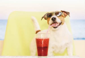 Comida barf para perro batido de vísceras imagen representativa