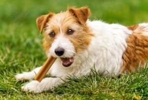Tipos de comida para perro snacks foto representativa