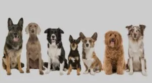 Mejor pienso para perros adultos imagen principal