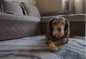 Mejor pienso para perros sénior foto portada