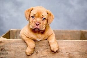 Perro cachorro en una caja imagen representativa