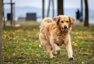 pienso para perros adultos imagen representativa