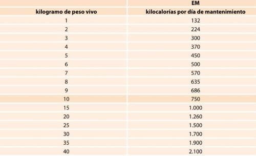 Mejor comida para perro tabla requerimientos energéticos diarios
