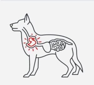 Tipos de comida para perros con necesidades especiales foto representativa