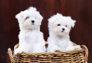 Bichos maltés corte de pelo de cachorro imagen representativa