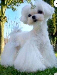 Bichón maltés corte de pelo creativo imagen representativa