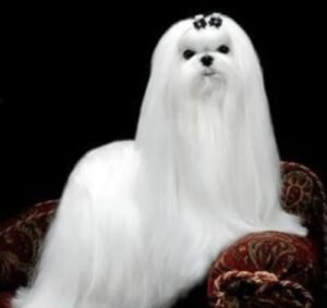 Bichón maltés corte de pelo show imagen representativa