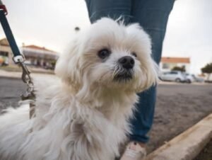 Foto de bichón maltés con su dueño imagen decoración