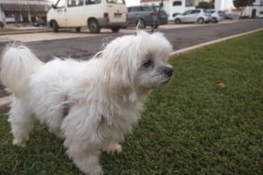 Fotos de bichón maltés en el parque imagen decoración