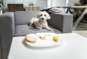 Foto de bichón maltés sentado en un sofá imagen decoración